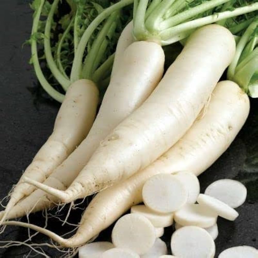 Japanese Daikon radish plant grown from seeds with long, white roots and lush green tops